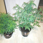 auto-00-kush-00-seeds.jpg