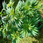 ak-47-serious-seeds.jpg