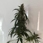 strawberry-cheesecake-auto-fem-humboldt-seed-company.jpg