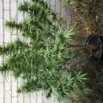 amherst-sour-diesel-humboldt-seeds.JPG