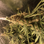 blue-dream-humboldt-seeds.jpeg