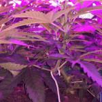 gorilla-glue-4-fem-anesia-seeds.jpg
