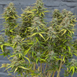 purple-punch-og-xl-auto-fem-sweet-seeds.jpg