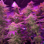 gorilla-glue-4-fem-anesia-seeds.jpg
