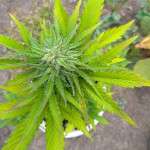 ultraviolet-auto-samsara-seeds.jpg