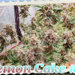 lemon-cake-heavyweight-seeds.jpg