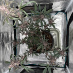 auto-purple-fem-pyramid-seeds.JPG