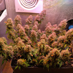 fruit-punch-auto-heavyweight-seeds.jpg