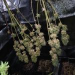 grandmommy-purple-auto-fem-herbies-seeds.jpg