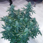 auto-northern-light-victory-seeds.jpg