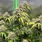 lemon-cherry-gelato-fem-barneys-farm.jpg