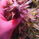 deep-purple-haze-auto-sumo-seeds.jpg