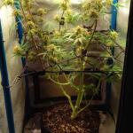 purple-juice-auto-fem-herbies-seeds.jpg