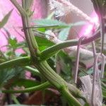 six-shooter-auto-fem-fastbuds.jpg
