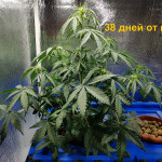 cbd-auto-20:1-fem-fastbuds.jpg