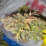purple-haze-auto-fem-original-sensible-seeds.jpg