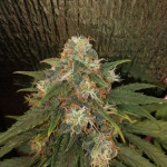 vision-jack-auto-fem-vision-seeds.jpg