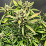 papaya-zoap-auto-fem-sweet-seeds.jpg