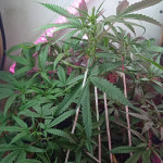 six-shooter-auto-fem-fastbuds.jpg