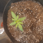 viagrra-vip-seeds.jpg