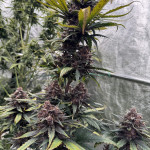 diablo-rojo-xl-auto-fem-sweet-seeds.jpg