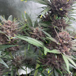 diablo-rojo-xl-auto-fem-sweet-seeds.jpg