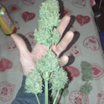 orange-apricot-glue-xl-auto-fem-sweet-seeds.jpg
