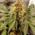 amnesia-lemon-fem-barneys-farm.jpg
