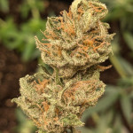 papaya-zoap-auto-fem-sweet-seeds.jpg