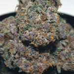 purple-punch-fem-barneys-farm.jpg