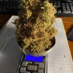 gorilla-glue-auto-fem-barneys-farm.jpg