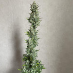 jet-fuel-mandarine-xl-auto-fem-sweet-seeds.jpg