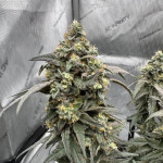 blue-sunset-sherbert-fem-barneys-farm.jpg