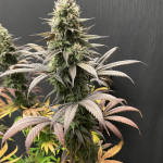strawberry-amnesia-fem-herbies-seeds.jpg