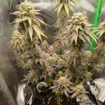 zookies-fem-7ch-american.jpg