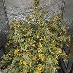 gorilla-glue-auto-fem-barneys-farm.jpg
