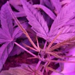 white-widow-auto-fem-vision-seeds.jpg
