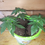 aurora-indica-regular-nirvana-seeds.jpg