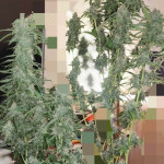 auto-kryptonite-fem-pyramid-seeds.jpg