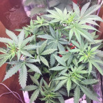 lowryder-auto-fem-vision-seeds.jpg
