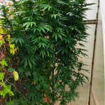 white-widow-fem-ghs.jpg