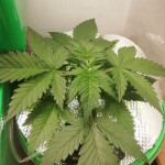 -speed-auto-fem-sweet-seeds.jpg
