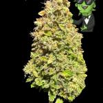 godzilla-cookies-auto-fem-herbies-seeds.jpg