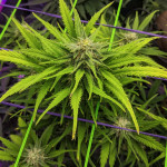 jack-47-auto-sweet-seeds.jpg