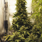 cbd-auto-20:1-fem-fastbuds.jpg