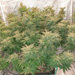 mimosa-evo-fem-barneys-farm.jpg