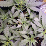 auto-gorilla-fem-00-seeds.jpg
