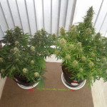 bruce-banner-auto-cali-buds-seeds.jpg