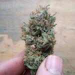 gorilla-glue-auto-fem-barneys-farm.jpg