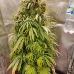 whiskey-zulu-auto-fem-7ch-american.jpg